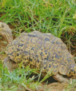 Leopard Tortoise Diamond Painting