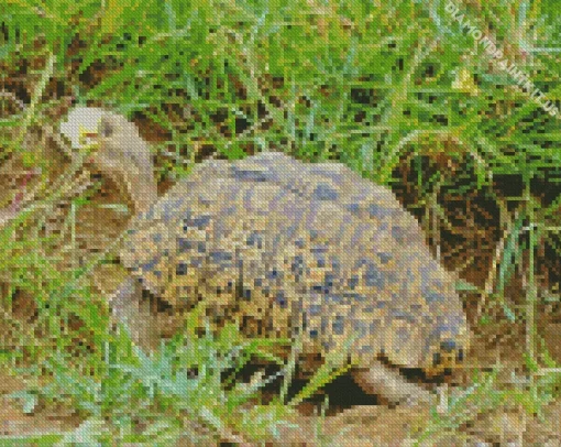 Leopard Tortoise Diamond Painting