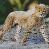 Lovely Baby Cheetah Diamond Painting