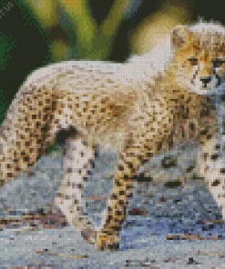 Lovely Baby Cheetah Diamond Painting