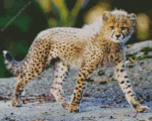 Lovely Baby Cheetah Diamond Painting