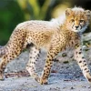 Lovely Baby Cheetah Diamond Painting